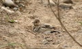 Bengal bush-lark