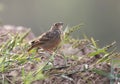 Bengal bush lark