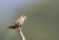 Bengal bush lark