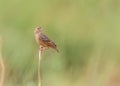 Bengal Bush Lark looking at you