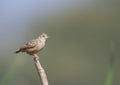Bengal bush lark Royalty Free Stock Photo