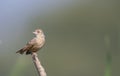 Bengal bush lark