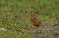 Bengal bush lark in perch