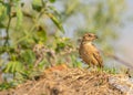 A Bengal Bush Lark sitting on ground orund