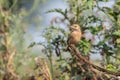 Bengal Bush Lark on a tree Royalty Free Stock Photo