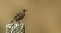 Bengal Bushlark on a concrete slab