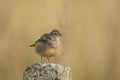 Bengal Bushlark (Mirafra assamica) on the ground