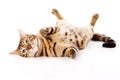 Bengal cat Royalty Free Stock Photo