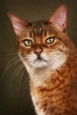 Bengal cat Royalty Free Stock Photo