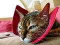 A bengal cat with an alternative cat friendly cone post-surgery