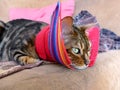 A bengal cat with an alternative cat friendly cone post-surgery