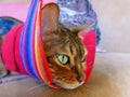 A bengal cat with an alternative cat friendly cone post-surgery Royalty Free Stock Photo