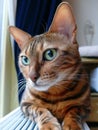 Bengal cat: Bengal cat head looking shy away from camera Royalty Free Stock Photo
