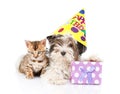 Bengal cat and Biewer-Yorkshire terrier puppy with birthday hat. isolated on white Royalty Free Stock Photo