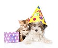 Bengal cat and Biewer-Yorkshire terrier puppy with birthday hat on white Royalty Free Stock Photo