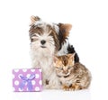 Bengal cat and Biewer-Yorkshire terrier puppy with gift box. Royalty Free Stock Photo