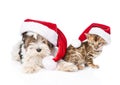 Bengal cat and Biewer-Yorkshire terrier puppy with red santa hat. isolated on white Royalty Free Stock Photo