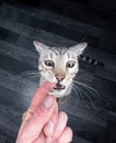 Bengal cat biting finger