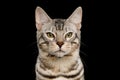 Bengal Cat on Black Background