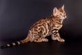 Bengal cat on a black background Royalty Free Stock Photo