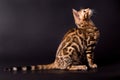 Bengal cat on a black background Royalty Free Stock Photo