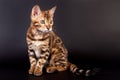 Bengal cat on a black background Royalty Free Stock Photo