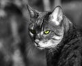 Bengal cat Black and white, with natural eye color Royalty Free Stock Photo