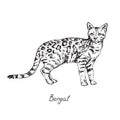 Bengal, cat breeds illustration with inscription, hand drawn doodle, outline black and white vector