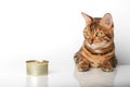 Bengal cat with a can of canned food on a white background Royalty Free Stock Photo