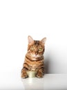 Bengal cat with a can of canned food on a white background Royalty Free Stock Photo