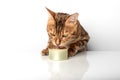 Bengal cat with a can of canned food on a white background Royalty Free Stock Photo