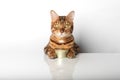Bengal cat with a can of canned food on a white background Royalty Free Stock Photo