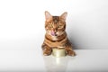 Bengal cat with a can of canned food on a white background Royalty Free Stock Photo