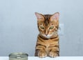 Bengal cat and a can of cat food on the table Royalty Free Stock Photo