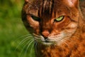 Bengal cat in close-up Royalty Free Stock Photo