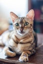 bengal cat. close-up of a cat. An intergeneric hybrid of a domestic cat and a Bengal cat proper. Royalty Free Stock Photo