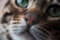 Bengal cat, close-up portrait. The cat squinted. Thoroughbred animal