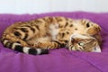 Bengal cat comfortably sleeping portrait Royalty Free Stock Photo