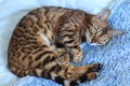 Bengal cat comfortably sleeping portrait Royalty Free Stock Photo