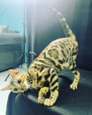 Bengal