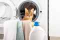 Bengal cat with dirty laundry at the electric washing machine