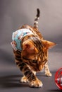 Bengal Cat photoshoting in photo studio on color background Royalty Free Stock Photo