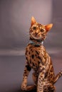 Bengal Cat photoshoting in photo studio on color background Royalty Free Stock Photo