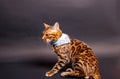 Bengal Cat photoshoting in photo studio on color background Royalty Free Stock Photo