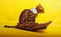 Bengal Cat photoshoting in photo studio on color background Royalty Free Stock Photo