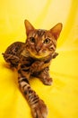 Bengal Cat photoshoting in photo studio on color background Royalty Free Stock Photo