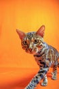 Bengal Cat photoshoting in photo studio on color background Royalty Free Stock Photo