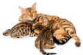 Bengal cat feeding calves milk Royalty Free Stock Photo