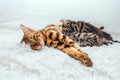 Bengal cat feeds her little kittens with breast Royalty Free Stock Photo