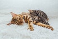 Bengal cat feeds her little kittens with breast Royalty Free Stock Photo